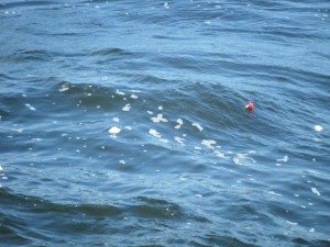 横浜ベイブリッジ沖・散骨