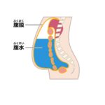 腹水（ふくすい）とは？